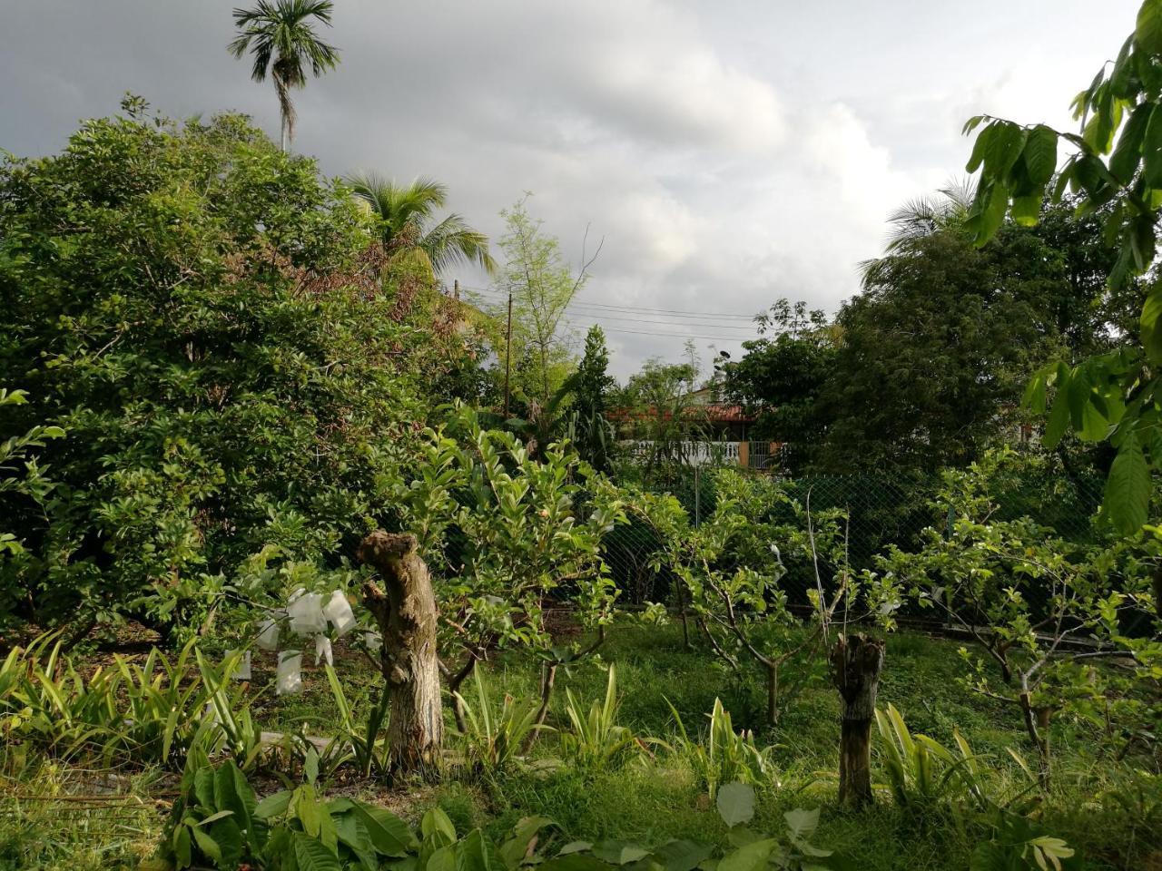 Guesthouse Dragon Place Taiping Eksteriør billede