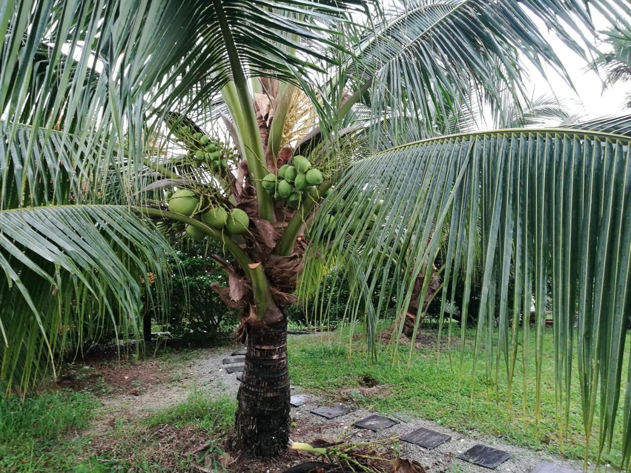 Guesthouse Dragon Place Taiping Eksteriør billede